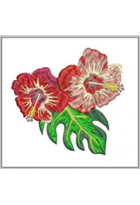 Plf031 - Two Hibiscus